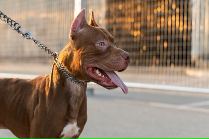 Lei proíbe procriação e entrada de pit-bulls em estado brasileiro