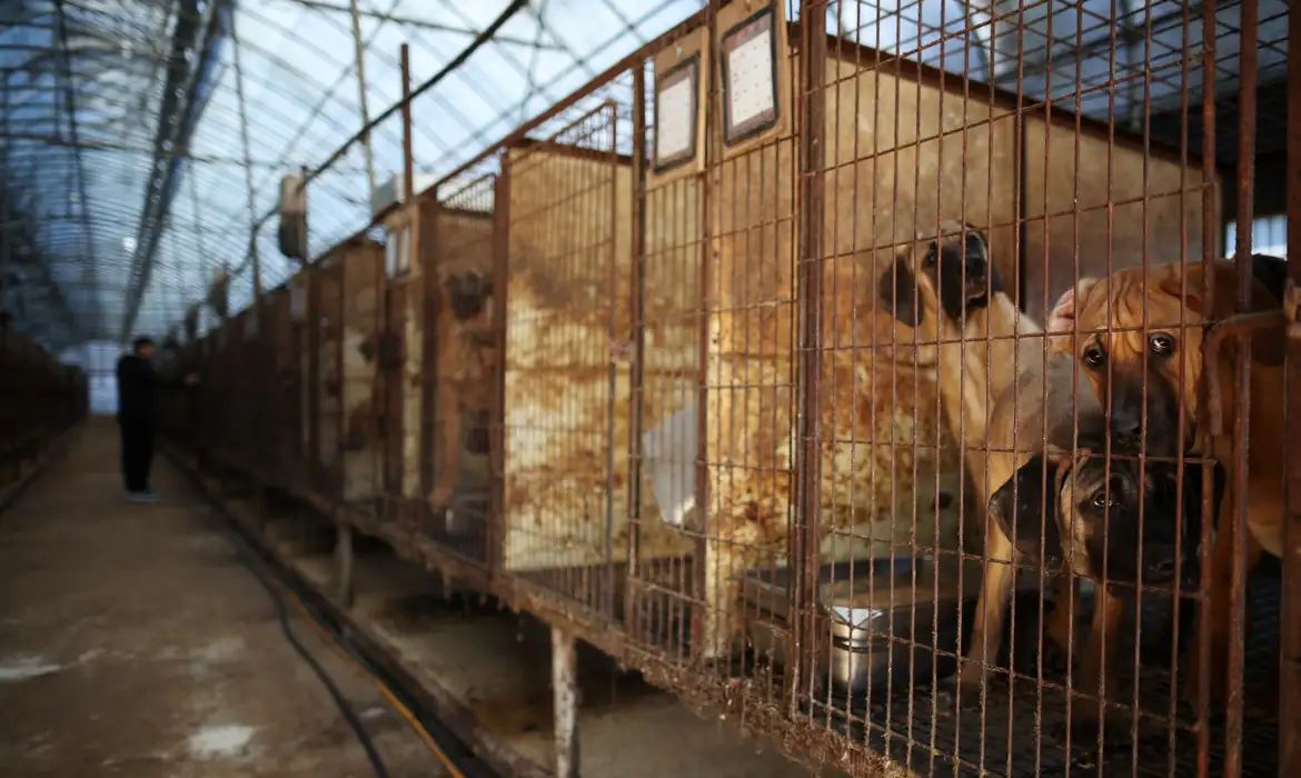 Deputados aprovam projeto que criminaliza cruzamentos em caso de risco à saúde dos animais