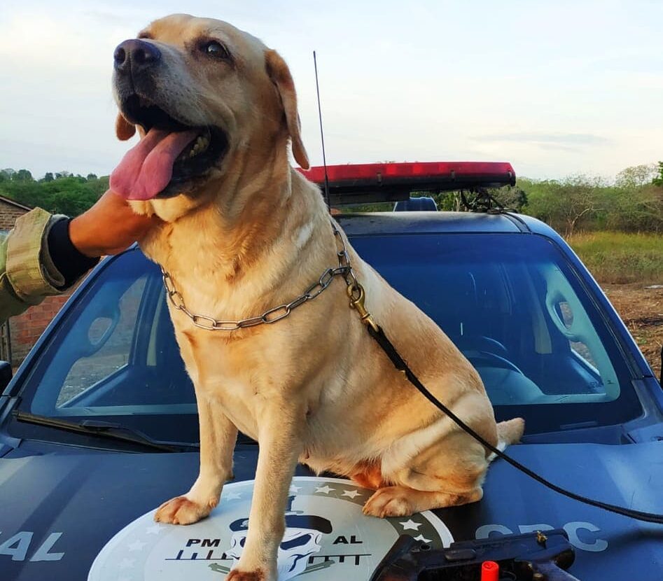 Cães aposentados da PM podem ganhar abrigo e equipe especializada graças a novo projeto de lei em Alagoas