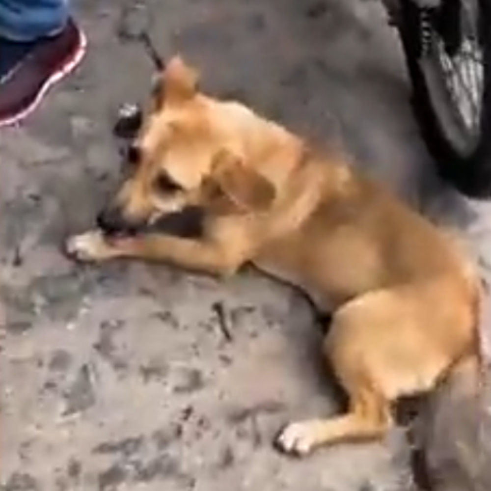 Homem é autuado por arrastar cachorro amarrado a moto em Arapiraca