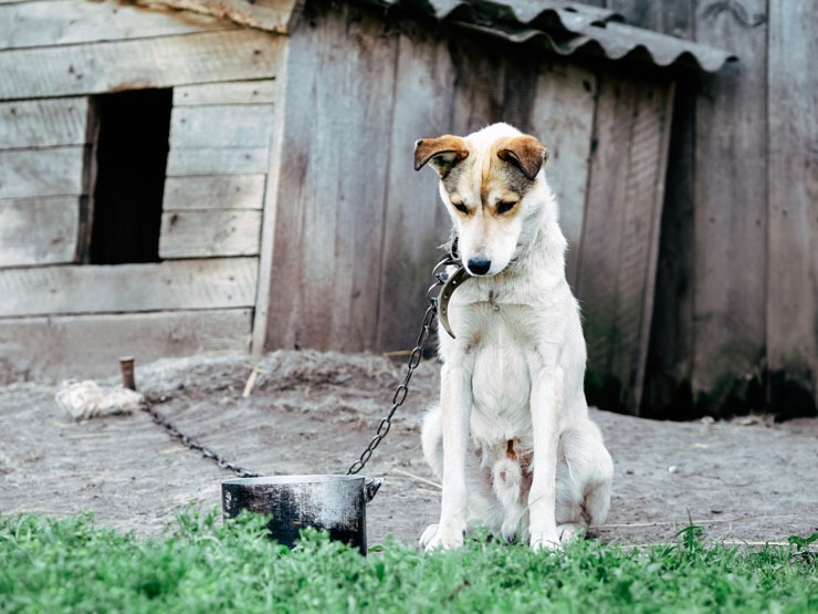 Veterinário é preso após acusações de maus-tratos a animais em clínica