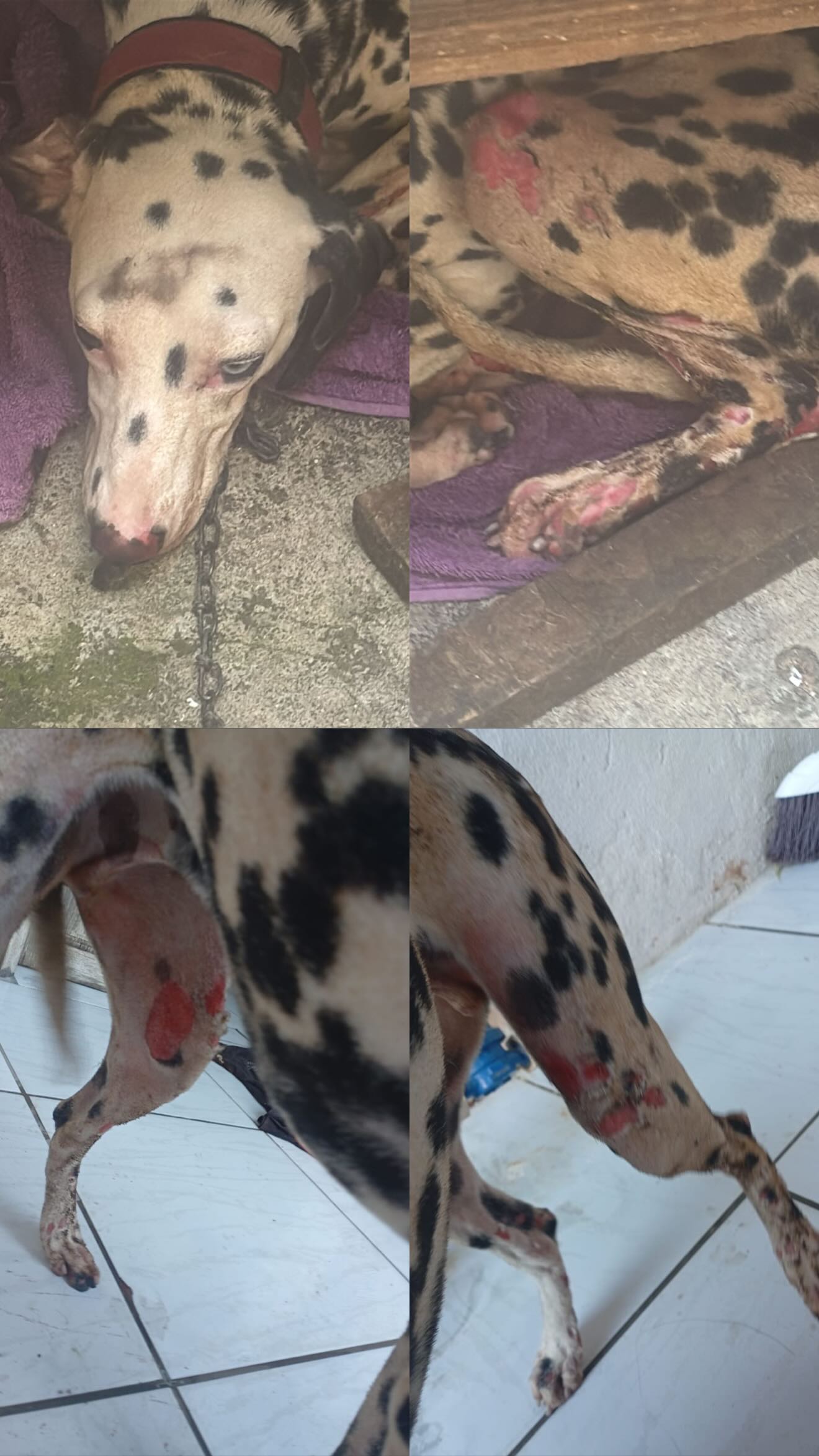 Homem toca fogo em casa após briga e cadela é queimada viva no Santos Dumont