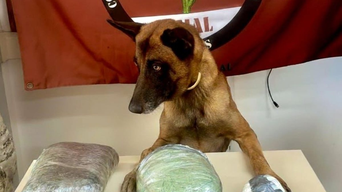 Homem abandona mochila com mais de 2kg de drogas em van após receber ligação em Jaramataia