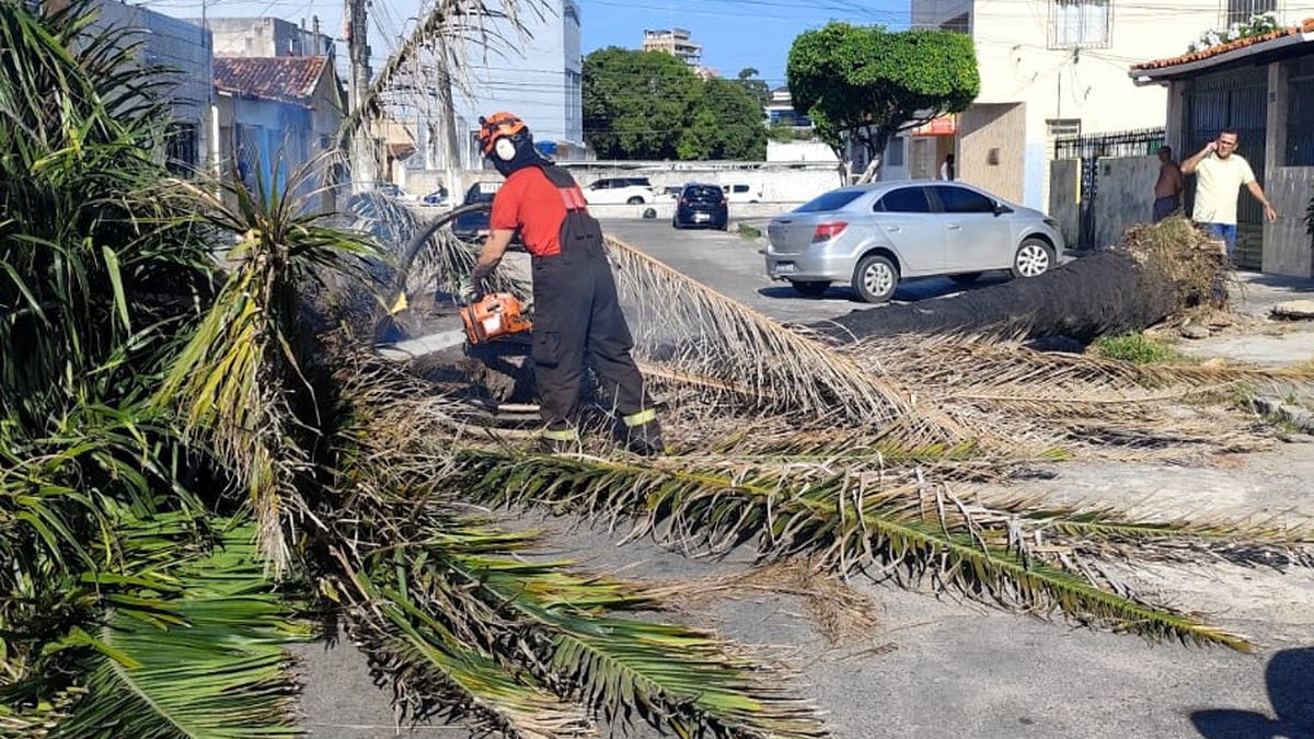 Palmeira cai e bloqueia via no Prado; Bombeiros atuam para liberar trânsito em Maceió