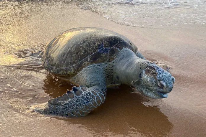 Tartaruga-verde é encontrada morta por banhistas na Praia de Jacarecica, em Maceió