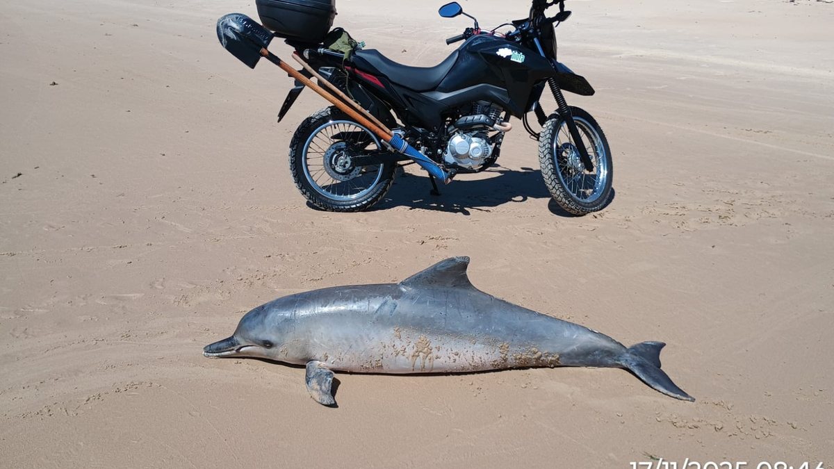 Golfinho de quase 2 metros é encontrado morto na Praia da Barra de Santo Antônio