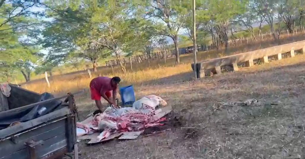 Vídeo que circula nas redes flagra retirada da carne de boi supostamente morto pela equipe do prefeito de Major Izidoro
