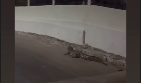 Militares capturam jacaré próximo a residencial em Barra de Santo Antônio