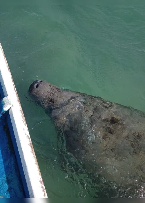 Peixe-boi é importunado na praia de Pajuçara