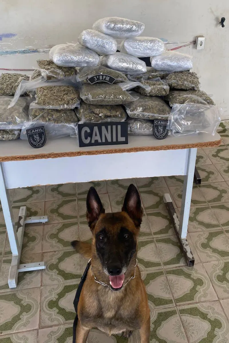 PM apreende mais de 10 kg de maconha em mala dentro de ônibus em Arapiraca Chapéu sugerido: Segurança pública