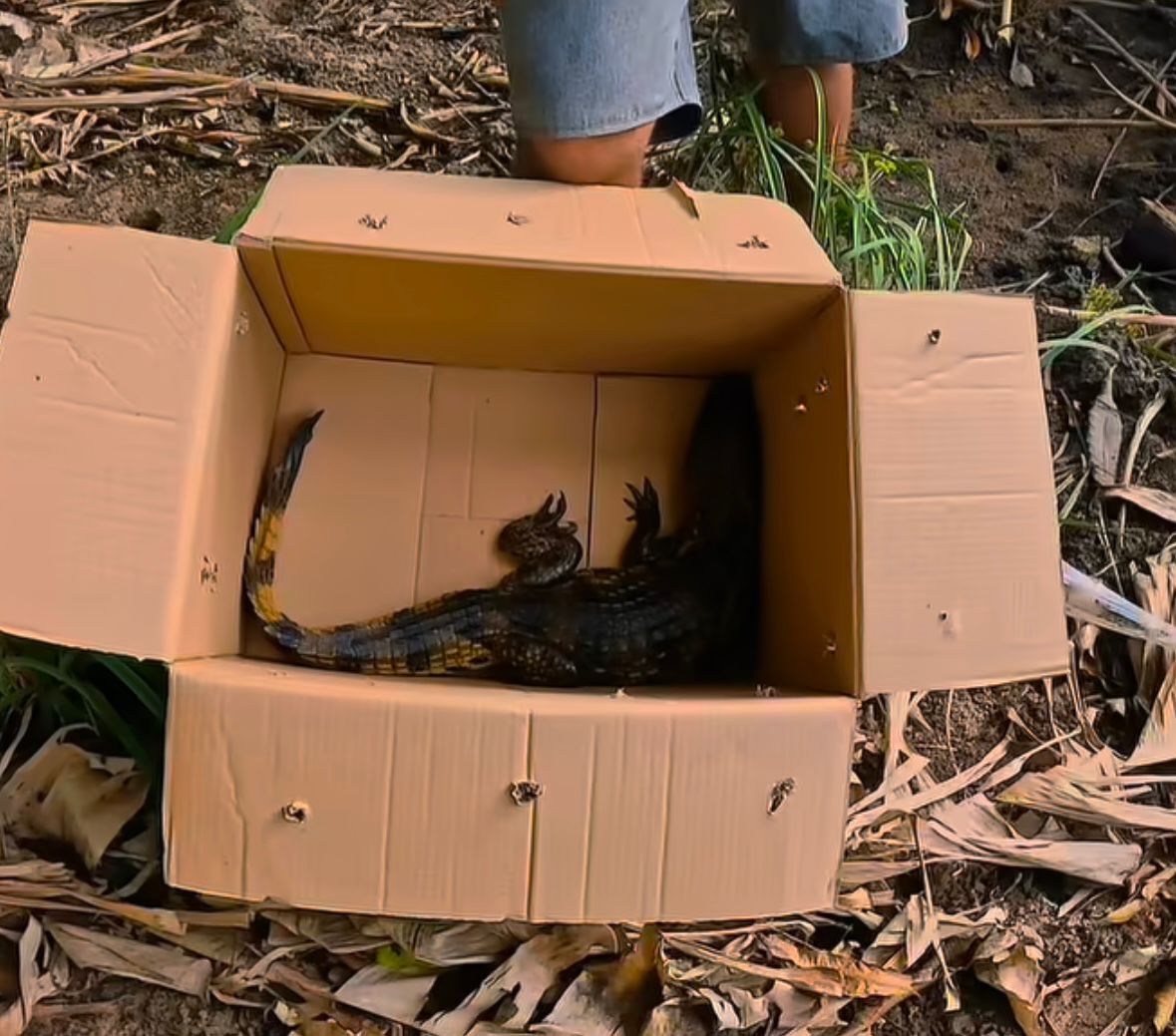 Jacaré surge em plena praia e assusta moradores no Centro de Japaratinga