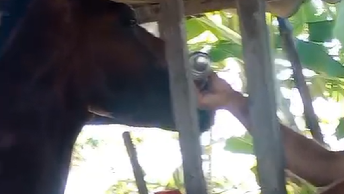 Homem é flagrado dando bebida alcoólica a cavalo em Rio Largo
