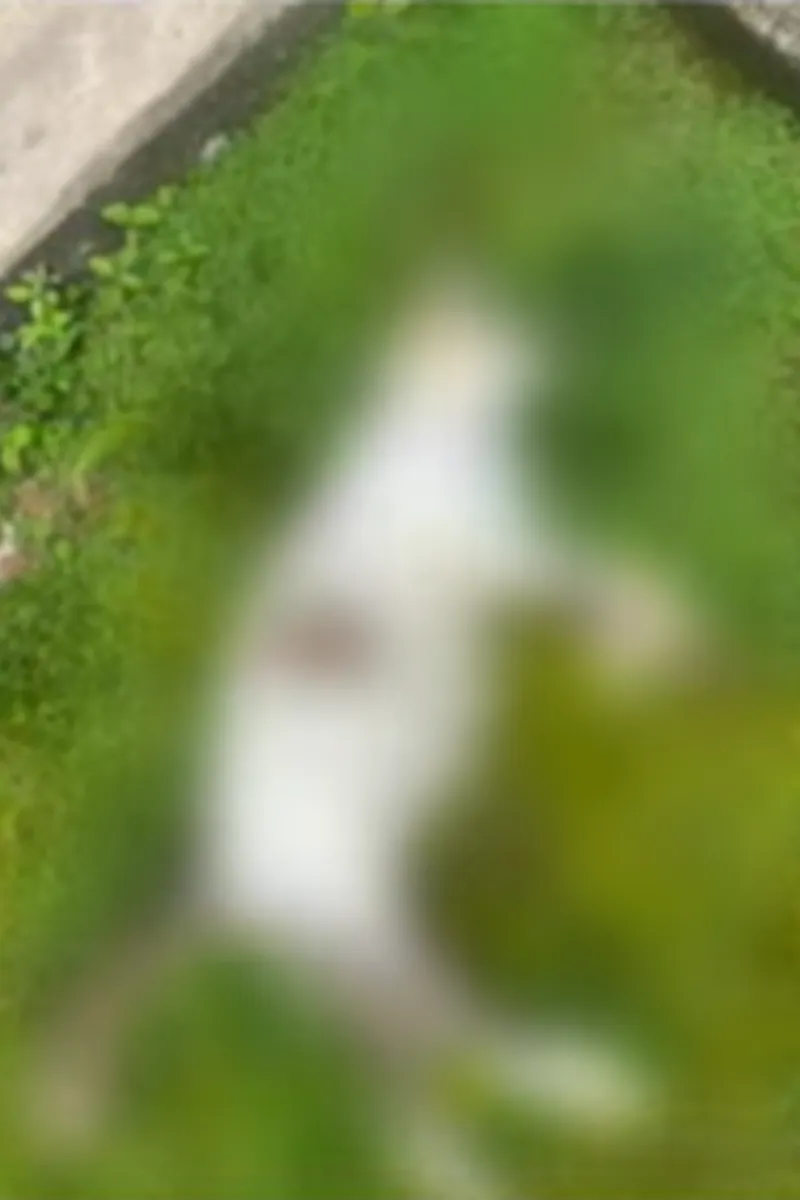 Carne envenenada e mortes de animais levam Polícia Civil a investigar crimes no Petrópolis