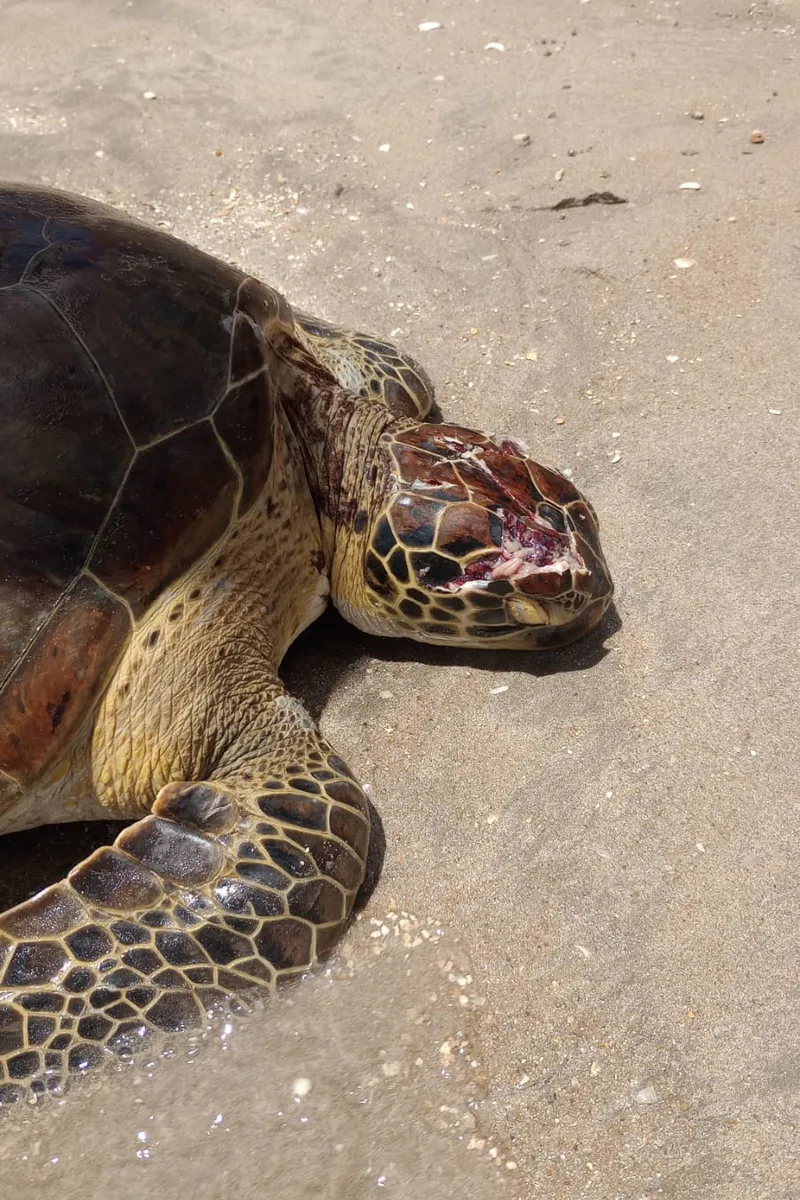 Tartaruga-verde é encontrada com crânio esmagado na Praia de Peroba, em Maragogi