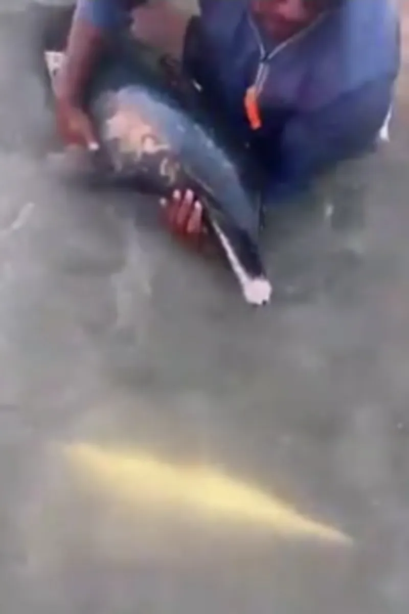 Golfinho ferido é resgatado em praia de Maragogi