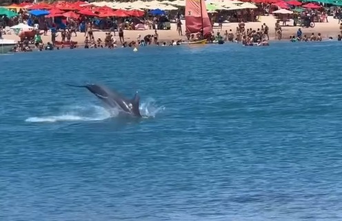 Golfinho é flagrado dando saltos na Praia do Francês e vídeo viraliza nas redes sociais