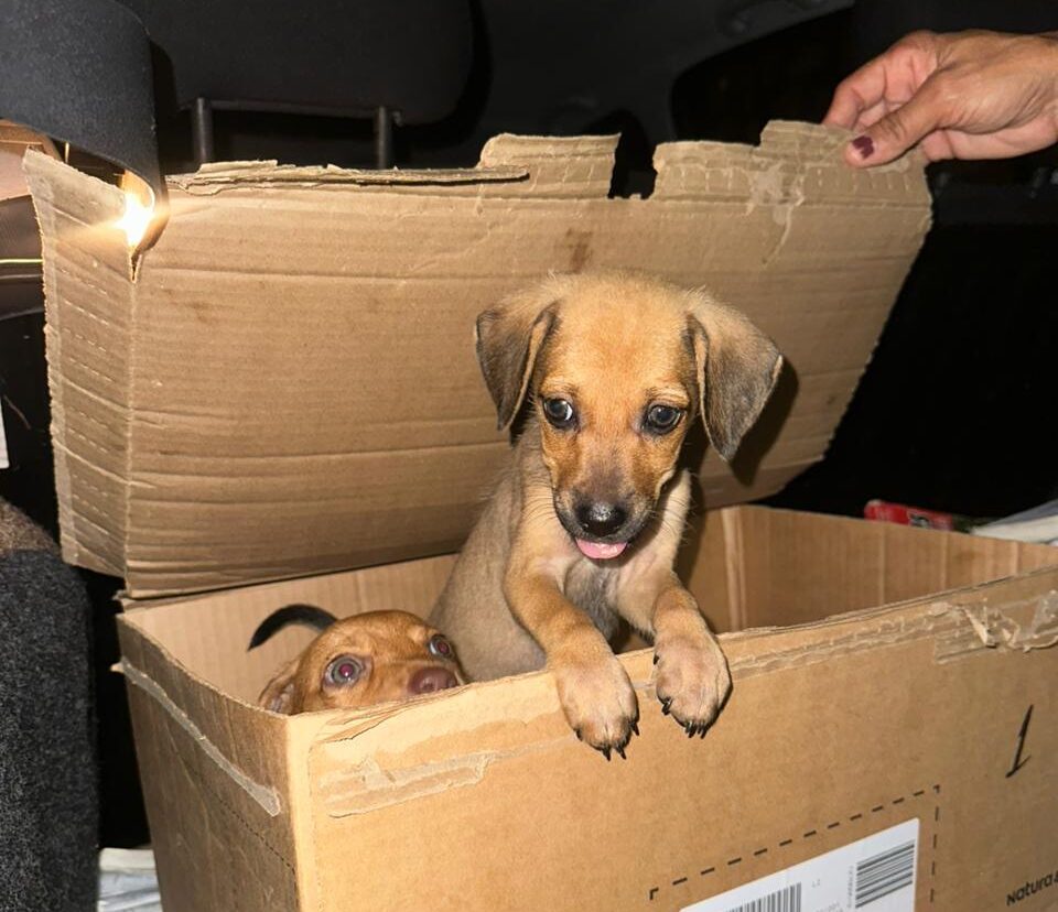 Filhotes de cachorros são abandonados em caixa e caso é investigado pela Polícia Civil em Maceió