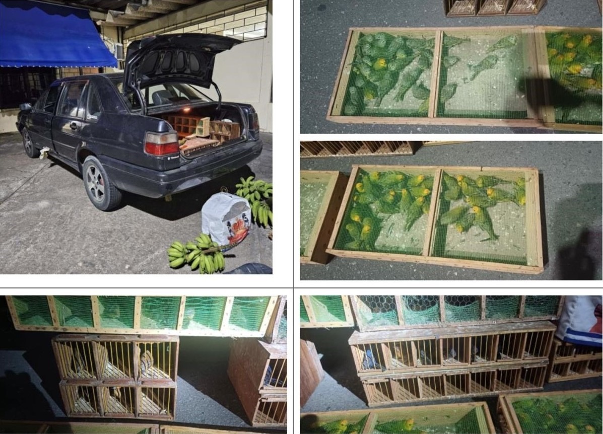 Quem é “Paulista”, o homem por trás do maior esquema de tráfico de aves do Brasil