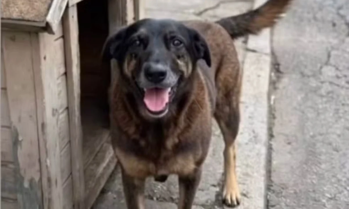 Adolescentes suspeitos de matar cão Orelha retornam ao Brasil após viagem