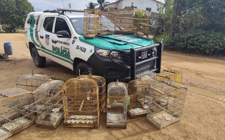 Polícia Ambiental resgata 62 aves e apreende espingarda durante ação no interior