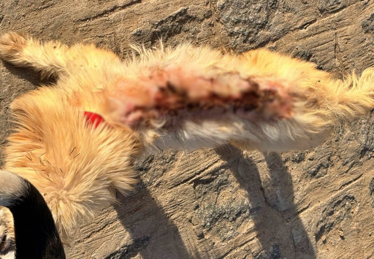 Crueldade em Cajueiro: mulher é detida após jogar água quente em cachorro