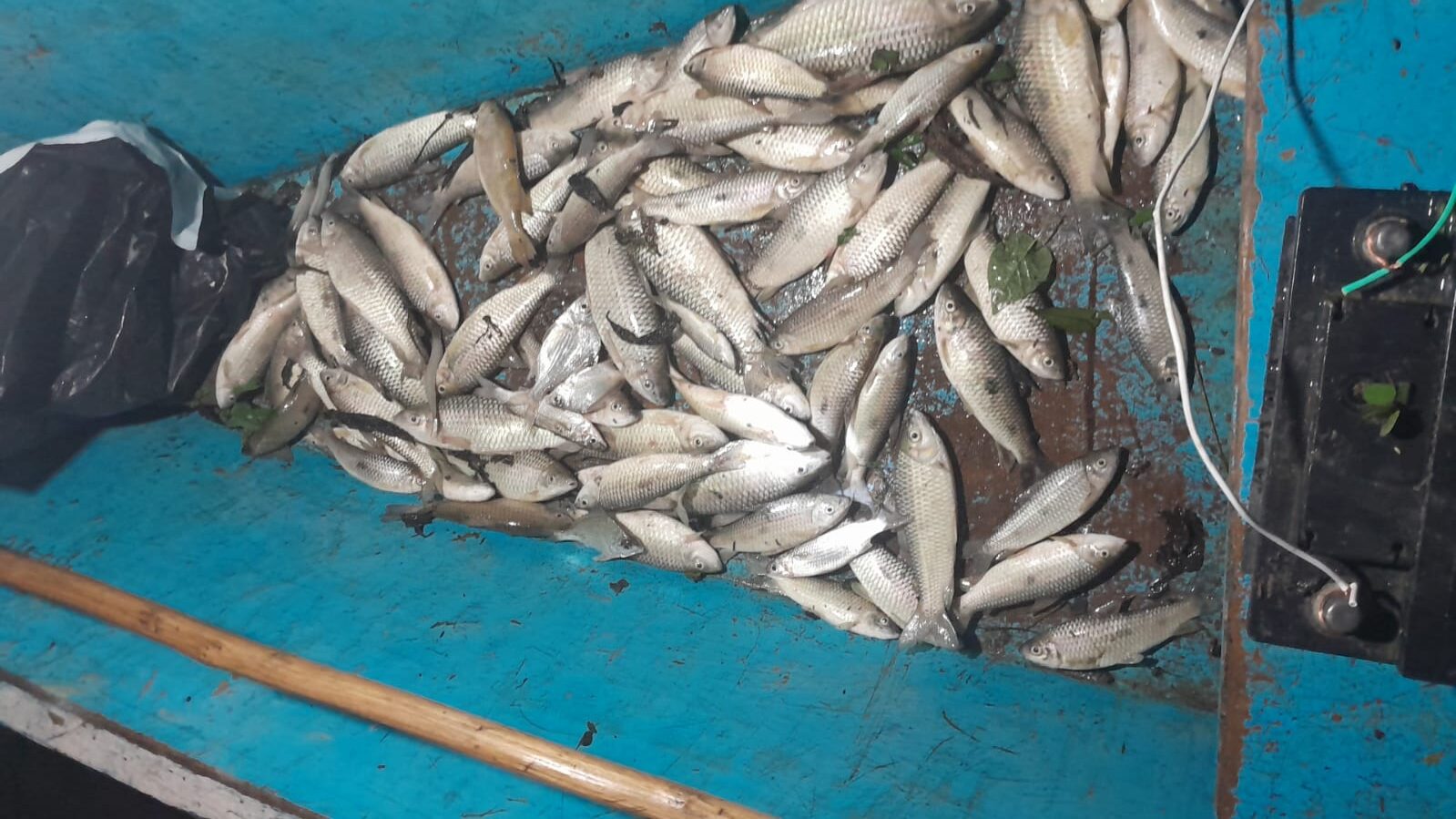 Chuvas intensas podem ter causado morte de peixes em Jequiá da Praia