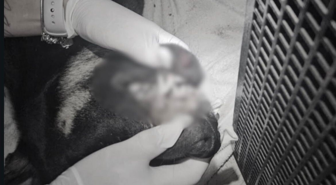 Cachorro é encontrado morto após ser arremessado de prédio por adolescentes