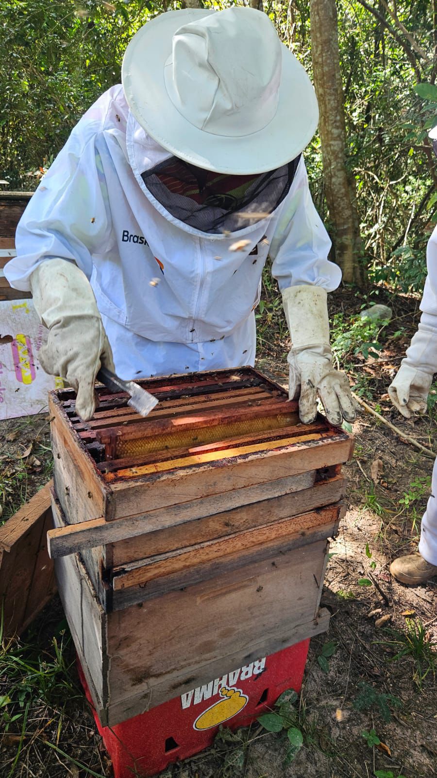 Bombeiros civis recebem formação técnica para uma atuação segura nas ocorrências com abelhas