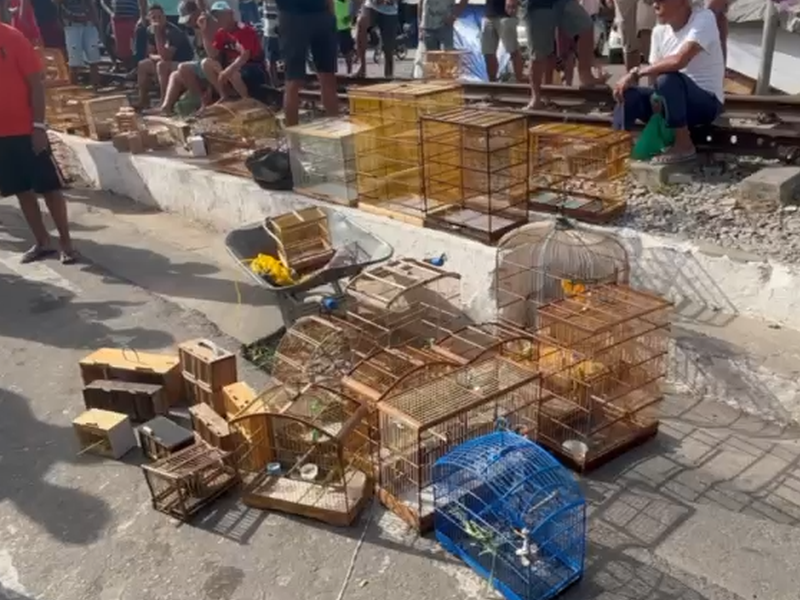 Operação apreende 60 animais silvestres vendidos ilegalmente em feiras de Maceió e Rio Largo