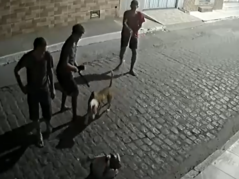 Denúncia: homens estariam promovendo ataques de pitbulls contra gatos em Rio Largo