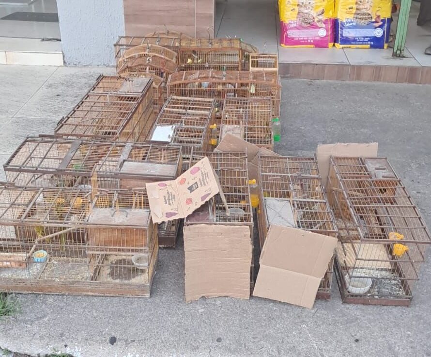 Polícia apreende dezenas de aves em São Luís do Quitunde e Matriz de Camaragibe