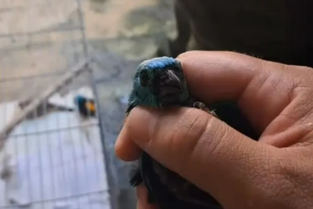 Mais de 30 aves são apreendidas em cativeiro na Feirinha do Tabuleiro