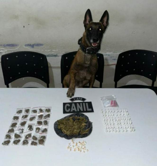 Vídeo mostra cadela farejadora localizando drogas escondidas em Arapiraca