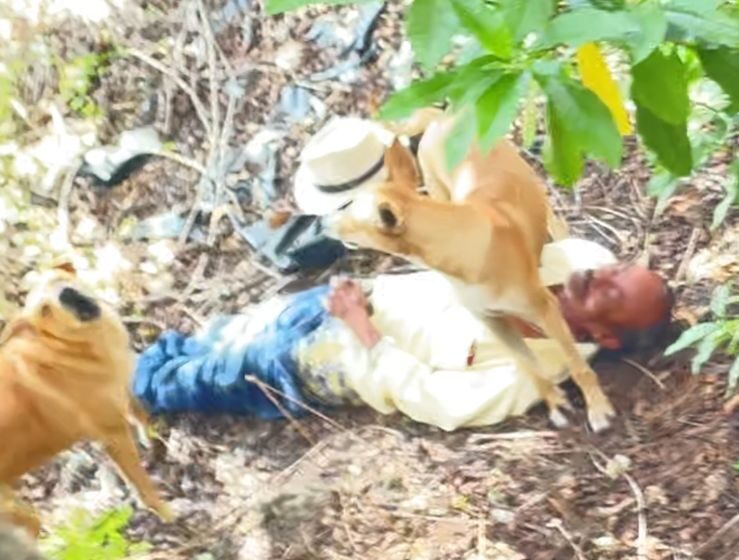 Idoso é flagrado em área de mata praticando zoofilia com cães em Campo Alegre