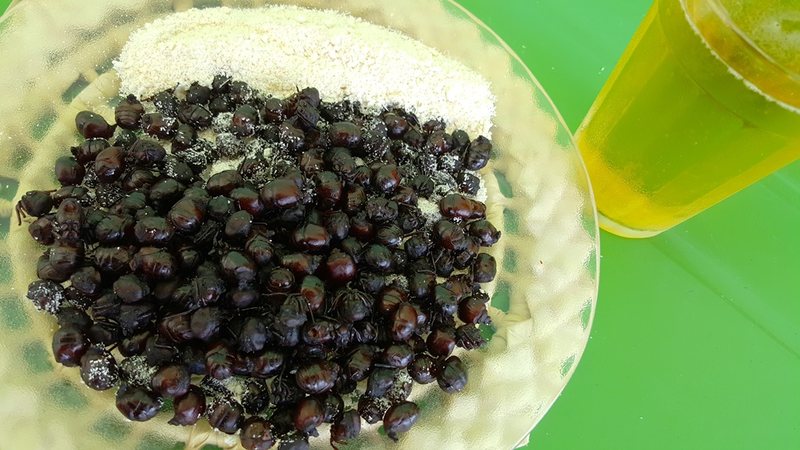 Vai encarar? Após chuvas, ”tanajura” volta a aparecer e é vendida por até R$ 20 o quilo em Maceió