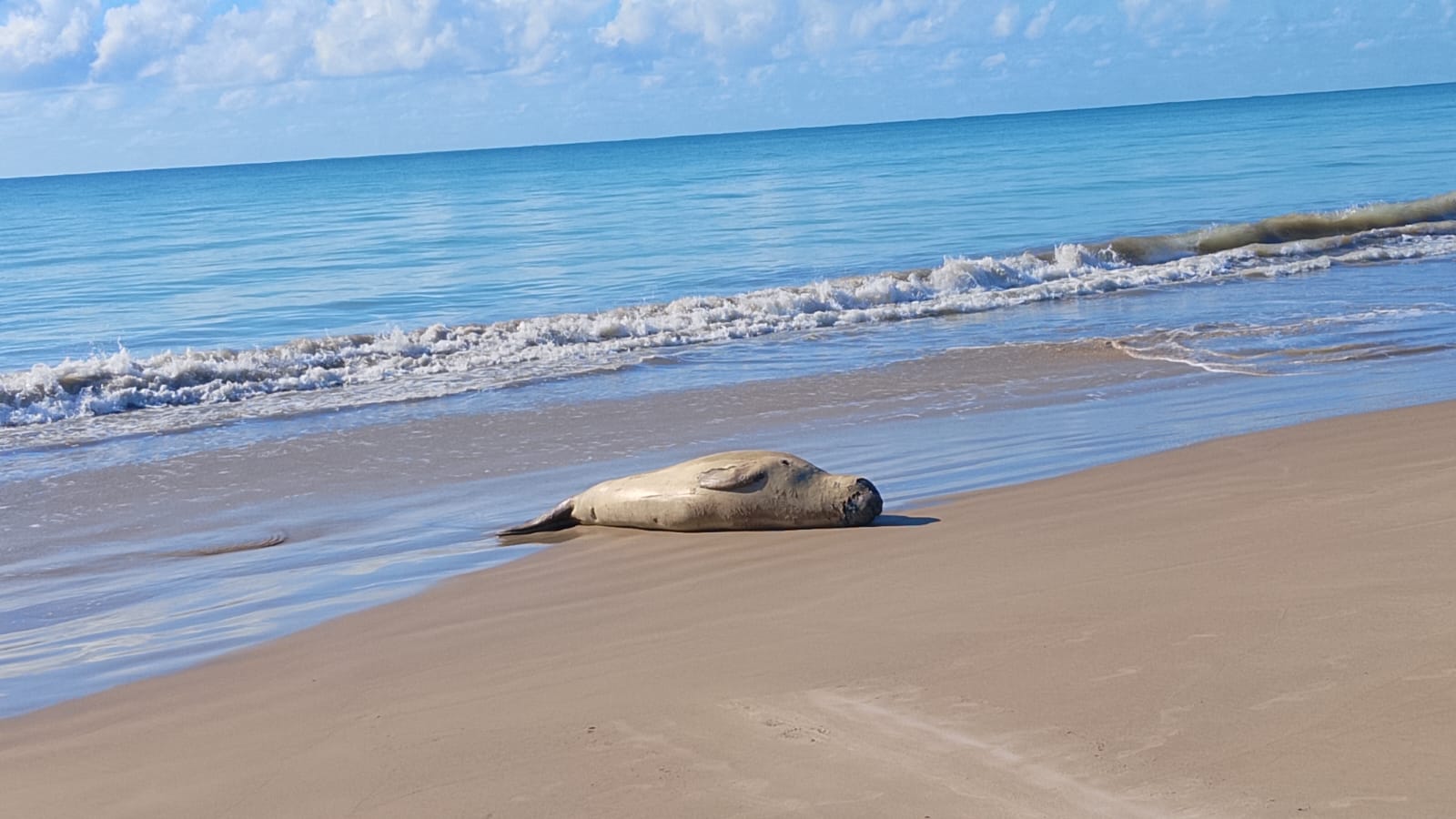Elefante-marinho permanece descansando em praia da Barra de Santo Antônio