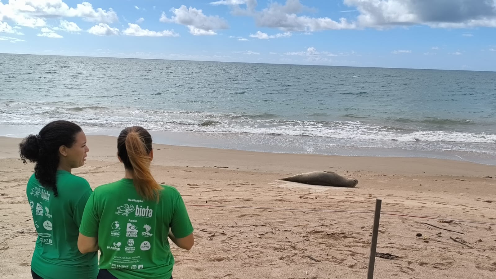 Elefante marinho chama a atenção ao descansar em praia da Barra de Santo Antônio