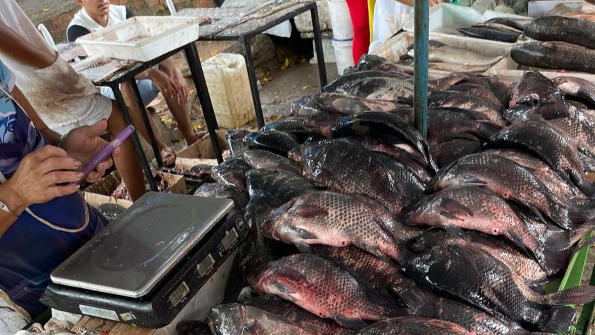 Fiscalização apreende peixes e frutos do mar impróprios para consumo em Arapiraca