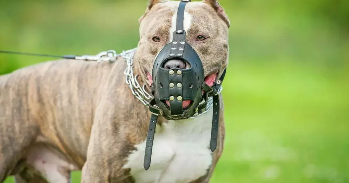 Pit bull ataca duas mulheres, deixa idosa ferida e morre dentro de casa em Maceió