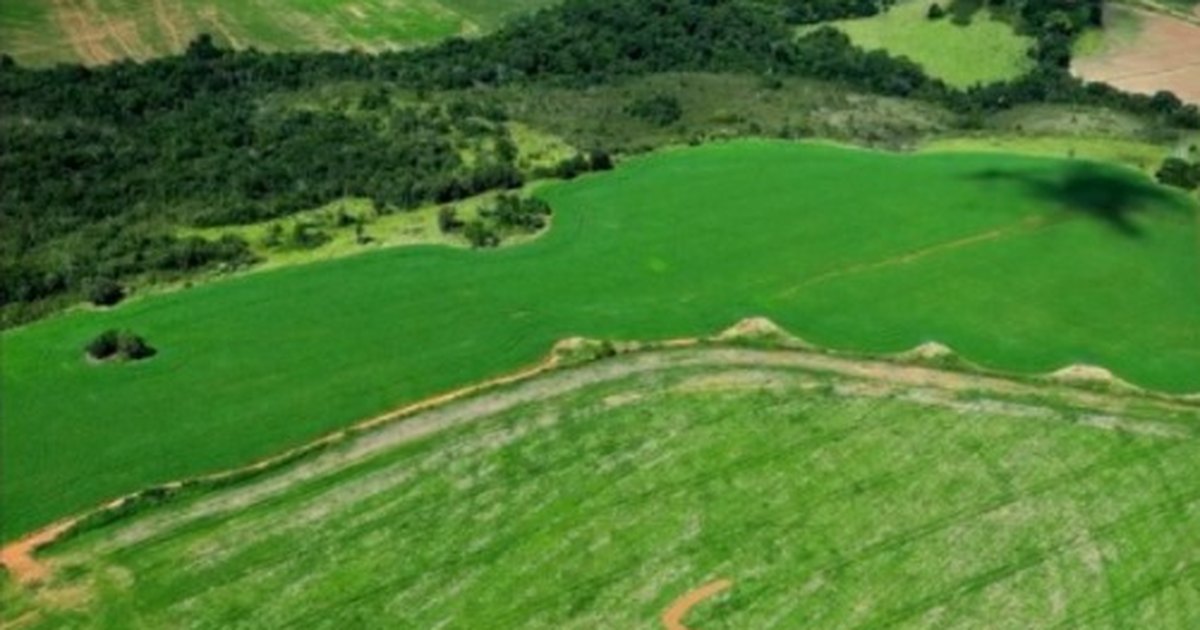 Deputado Nikolas Ferreira reage a homenagem feita por produtor rural