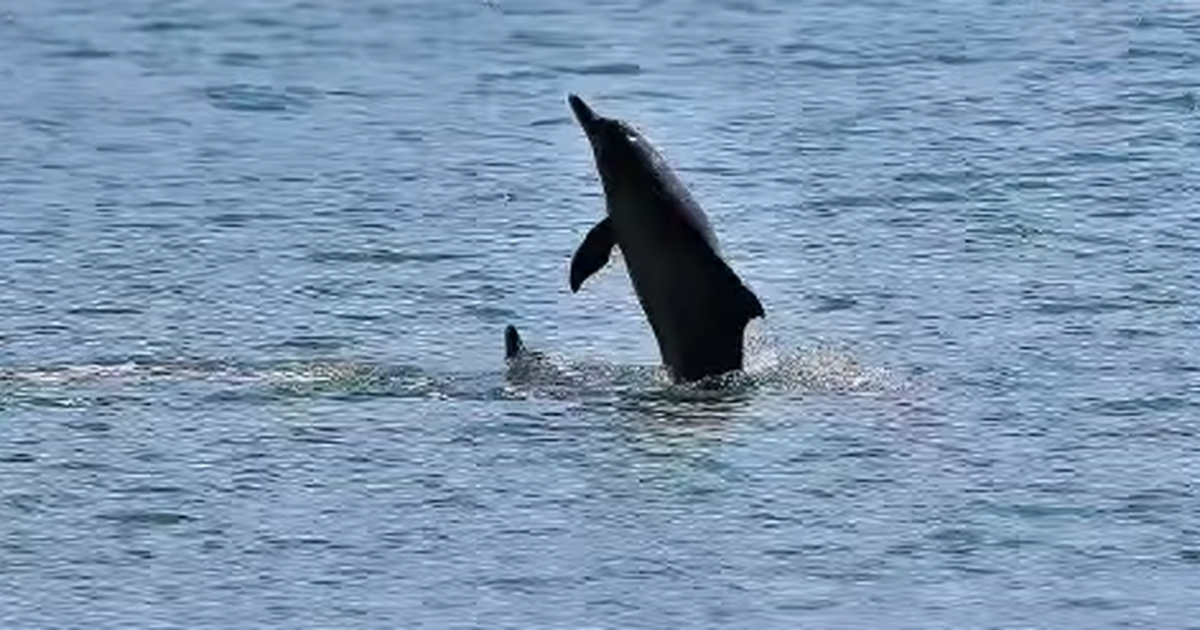 Natureza viva no mar de Maceió: Golfinhos aparecem na orla do Porto da capital alagoana