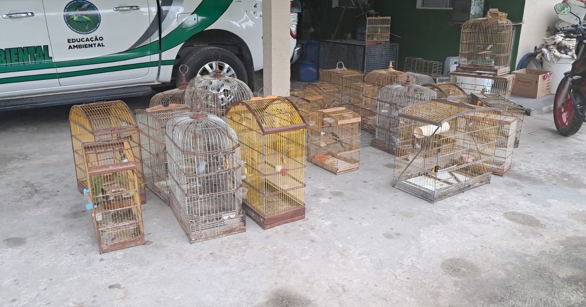 Polícia Militar resgata 40 aves mantidas em cativeiro ilegal no interior do estado