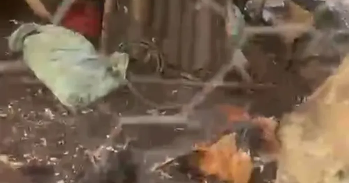 Ataques na madrugada matam galinhas com ferimentos no pescoço e assustam moradores em Taquarana