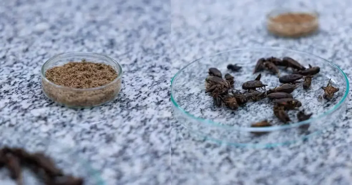 “Whey de inseto”? Farinha de grilo surge como nova aposta fitness, mas enfrenta resistência no Brasil