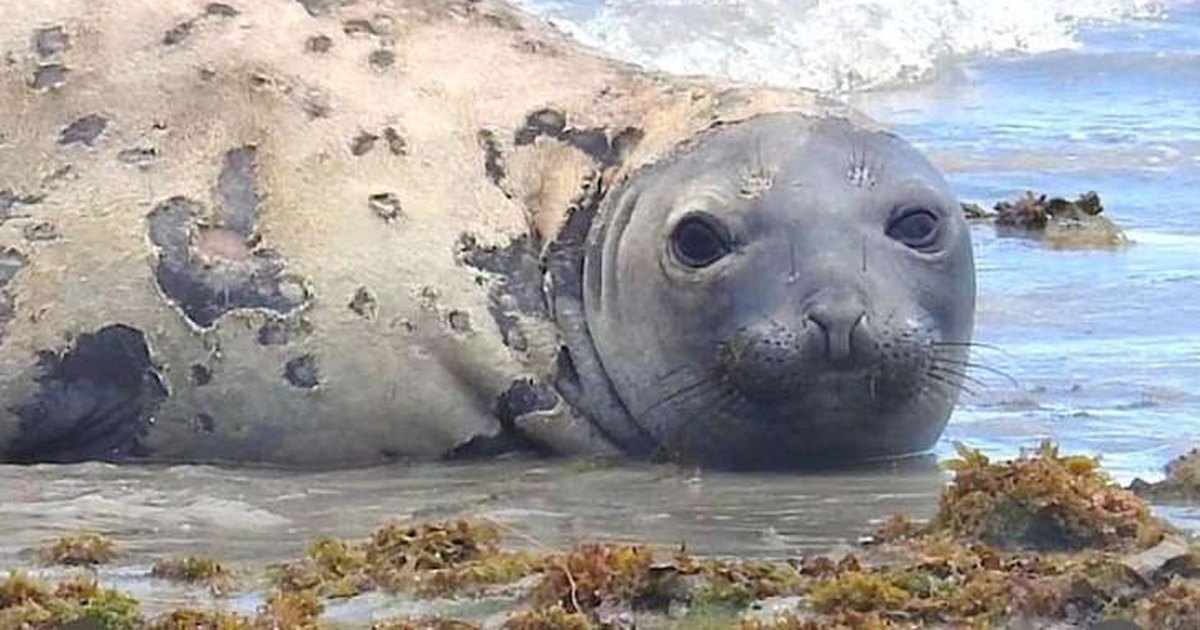 Morte de elefante-marinho ‘Leôncio’ vira tema de audiência pública na Assembleia Legislativa