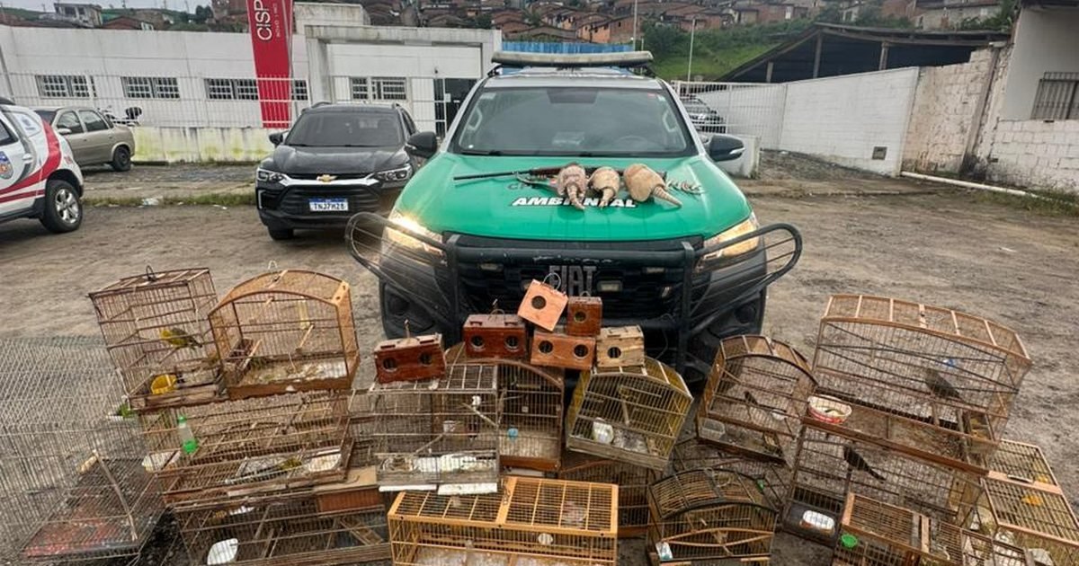 BPA apreende armas de fogo e animais silvestres em três municípios do interior de Alagoas