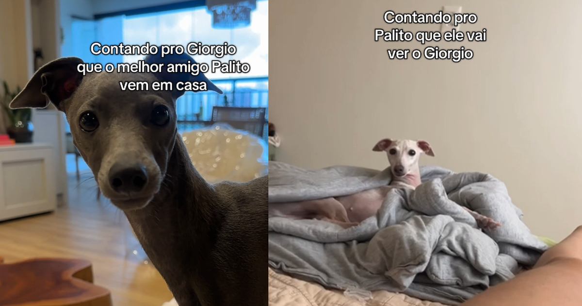 Cães reconhecem o nome um do outro e amizade entre eles viraliza nas redes