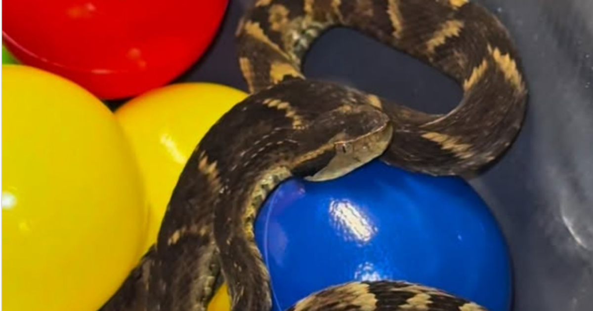 Jararaca é encontrada em piscina de bolinhas de restaurante