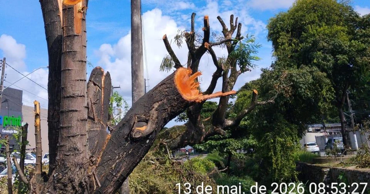 Alurb autua Equatorial por poda e supressão irregular de árvores na Cambona