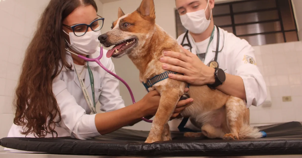 Médicos veterinários podem ganhar direito ao porte de arma após aprovação de lei no Congresso Nacional